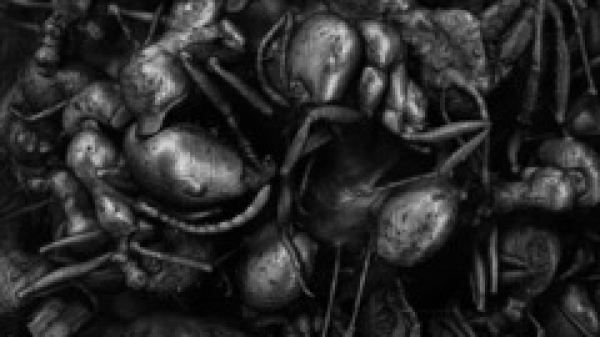 ©Lea Liebl,
Ameisenkolonie, 2025, realisiert mit der Unterstützung der Zentralen Forschungslaboratorien des Naturhistorischen Museums
Wien Lea Liebl, Ameisenkolonie, 2025