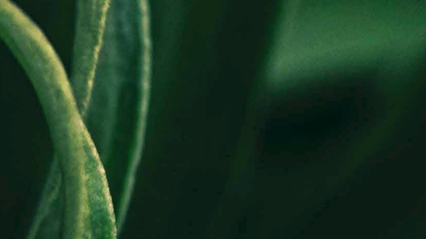 The
Many Meanings of Flora Plakat mit den Veranstaltungsinformationen. Weisse Schrift auf grünen Pflanzenhintergrund.